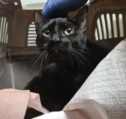 Shelter Stray Female Cat last seen Near Baychester Avenue, BRONX, NY, 10466, New York, NY 10029