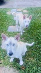 Found/Stray Male Dog last seen Meadowland and  Richmond , Houston, TX 77063