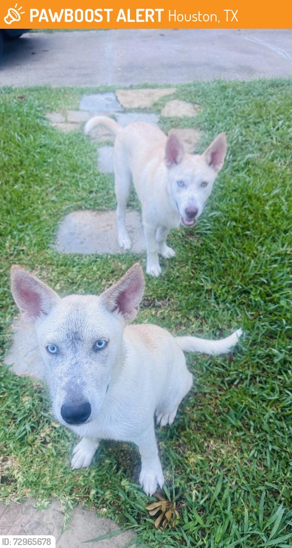 Found/Stray Male Dog last seen Meadowland and  Richmond , Houston, TX 77063