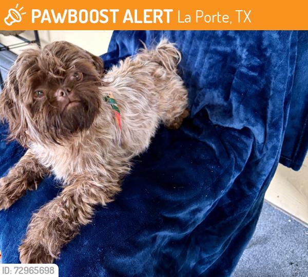 Found/Stray Female Dog last seen Chick fil - A, La Porte, TX 77571