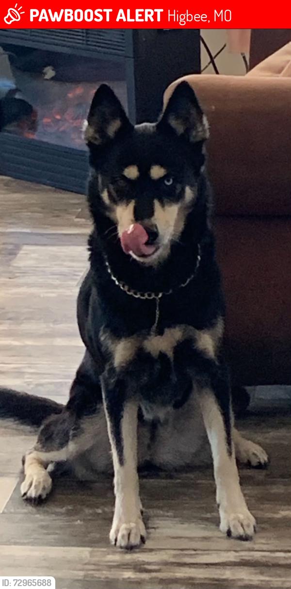 Lost Female Dog last seen Randolph and Adams , Higbee, MO 65257