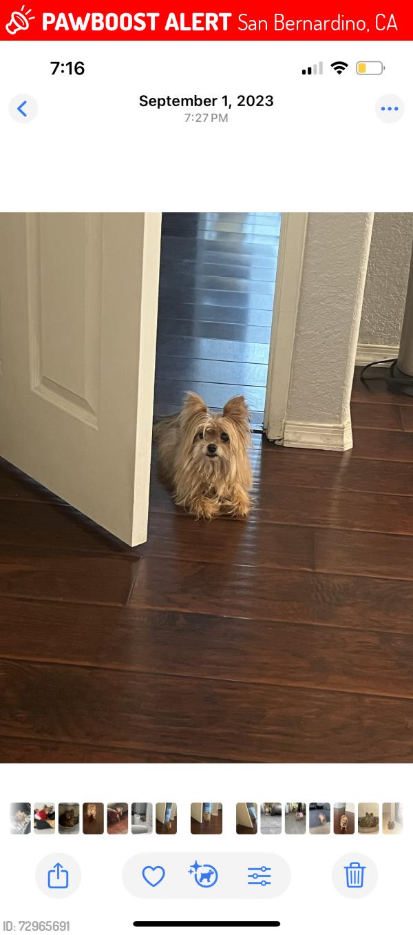 Lost Female Dog last seen Near s Pennsylvania Ave spc85 San Bernardino , San Bernardino, CA 92410