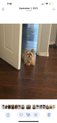 Lost Female Dog last seen Near s Pennsylvania Ave spc85 San Bernardino , San Bernardino, CA 92410