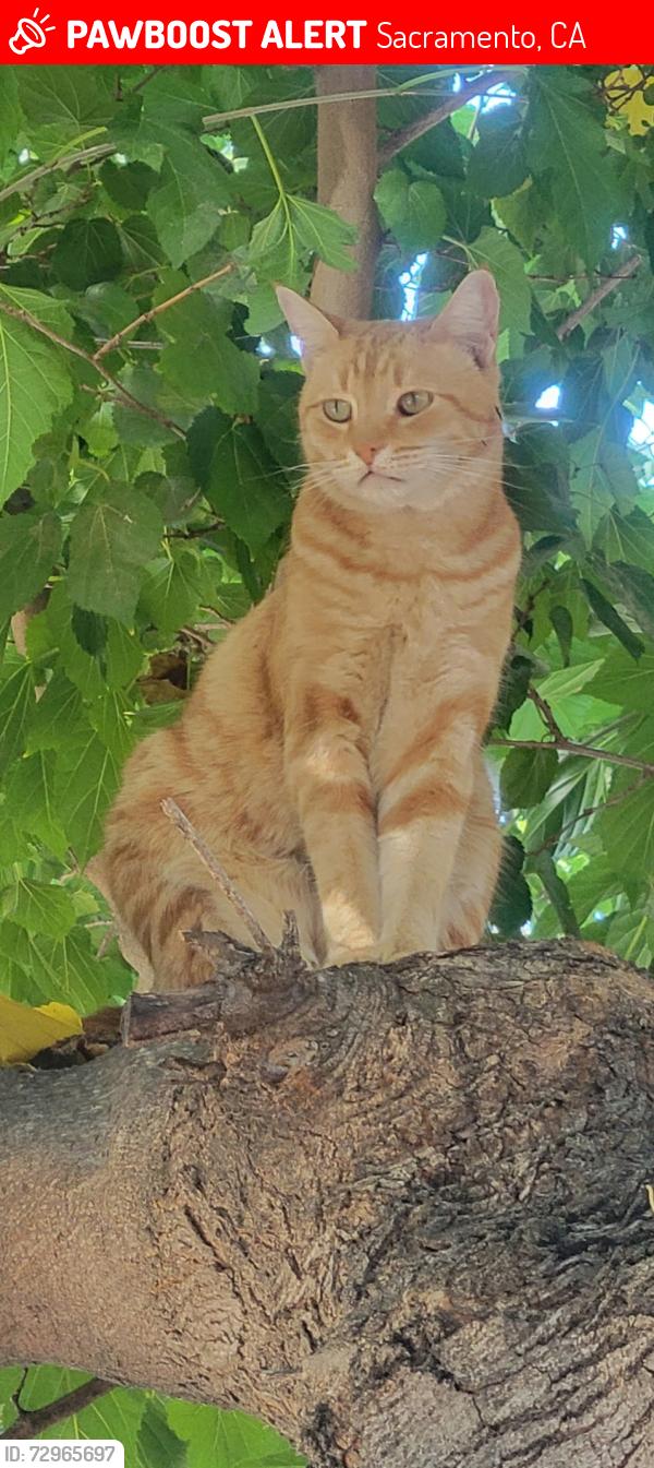 Lost Male Cat last seen Bigler way and 37th street , Sacramento, CA 95817