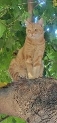 Lost Male Cat last seen Bigler way and 37th street , Sacramento, CA 95817