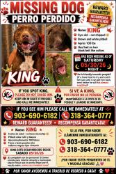Lost Male Dog last seen Near FM-1999 Karnack, TX  75661 United States, Karnack, TX 75661