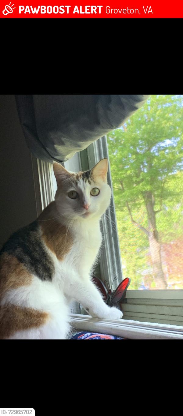 Lost Female Cat last seen Vantage Dr & Flintstone Rd, Groveton, VA 22306
