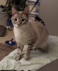 Lost Female Cat last seen Se 15th and high, Oklahoma City, OK 73129
