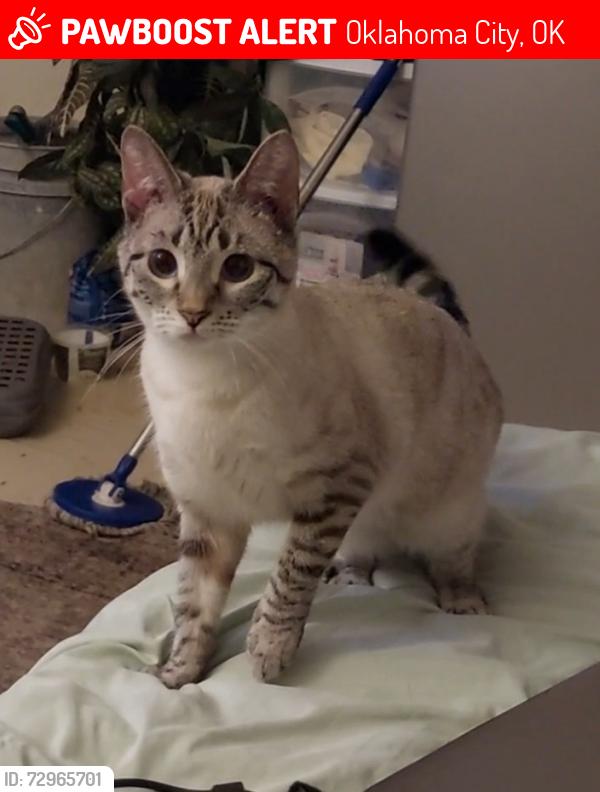 Lost Female Cat last seen Se 15th and high, Oklahoma City, OK 73129