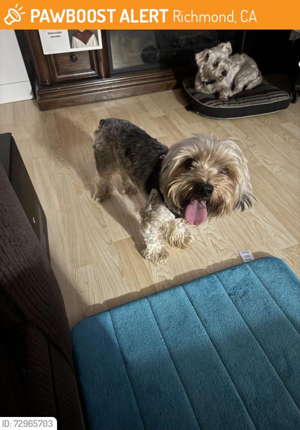 Found/Stray Male Dog last seen 48th Richmond ca, Richmond, CA 94804