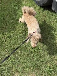 Reunited Male Dog last seen Turner St, Granbury st, Bales st, Morengo st, Cleburne, TX 76033