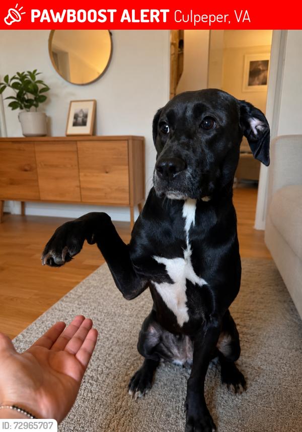 Lost Female Dog last seen Virginia , Culpeper, VA 22701