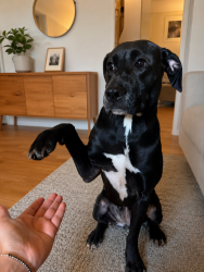 Lost Female Dog last seen Virginia , Culpeper, VA 22701