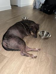 Found/Stray Male Dog last seen Near w Oakland park blvd Lauderhill Florida , Lauderhill, FL 33313