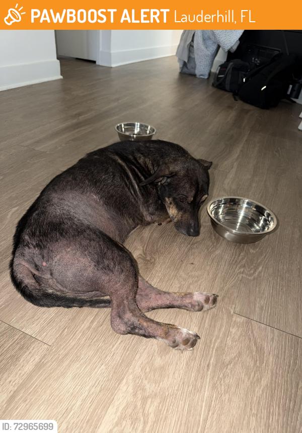 Found/Stray Male Dog last seen Near w Oakland park blvd Lauderhill Florida , Lauderhill, FL 33313