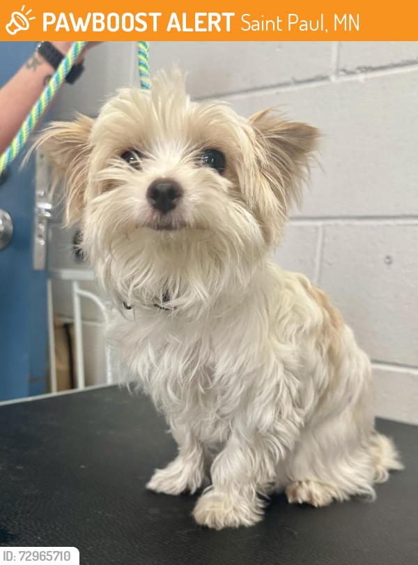Found/Stray Female Dog last seen Minnehaha and Howard, Saint Paul, MN 55119
