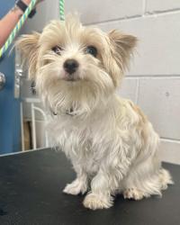 Found/Stray Female Dog last seen Minnehaha and Howard, Saint Paul, MN 55119