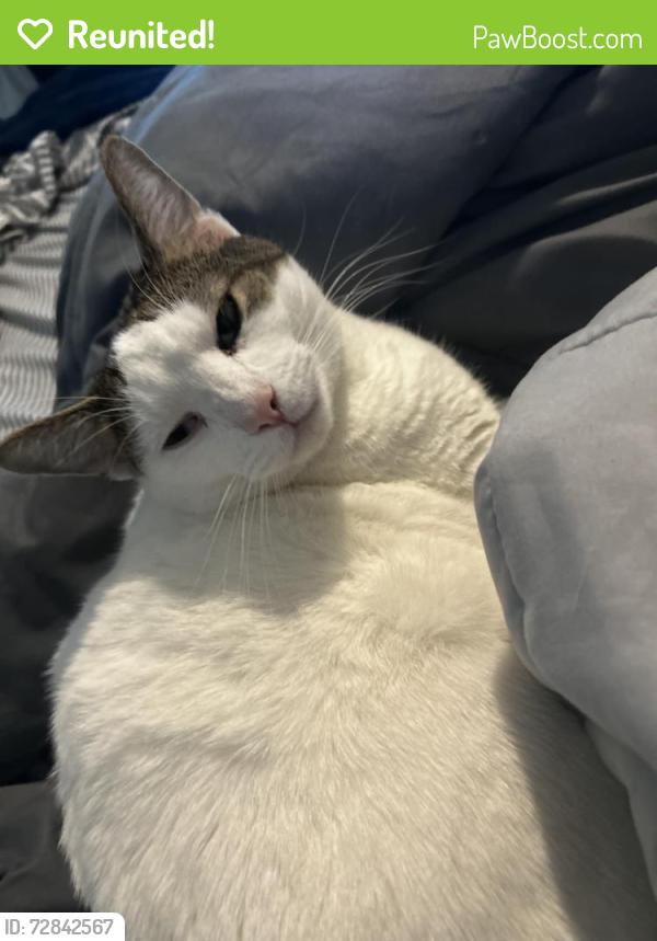 Reunited Male Cat last seen Plye and Spencer , Enterprise, NV 89183