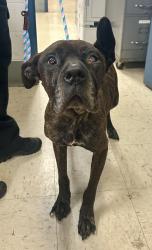 Found/Stray Female Dog last seen Taylor and Fry, Saint Paul, MN 55104