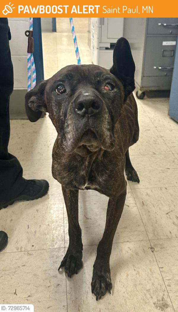 Found/Stray Female Dog last seen Taylor and Fry, Saint Paul, MN 55104