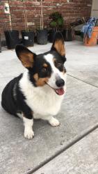 Lost Male Dog last seen Gerber and Reese Rd, Sacramento, CA 95828