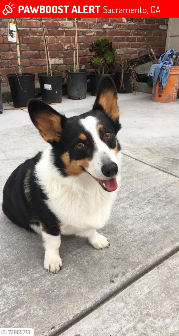 Lost Male Dog last seen Gerber and Reese Rd, Sacramento, CA 95828