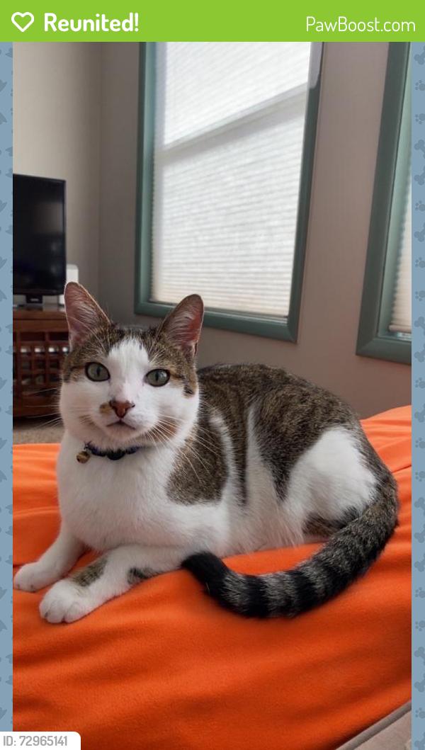 Reunited Male Cat last seen Near 110th Ave NE, Kirkland, WA 98034, USA, Kirkland, WA 98034
