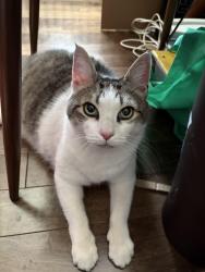 Found/Stray Female Cat last seen E Thompson and Frankford Ave, Philadelphia, PA 19125