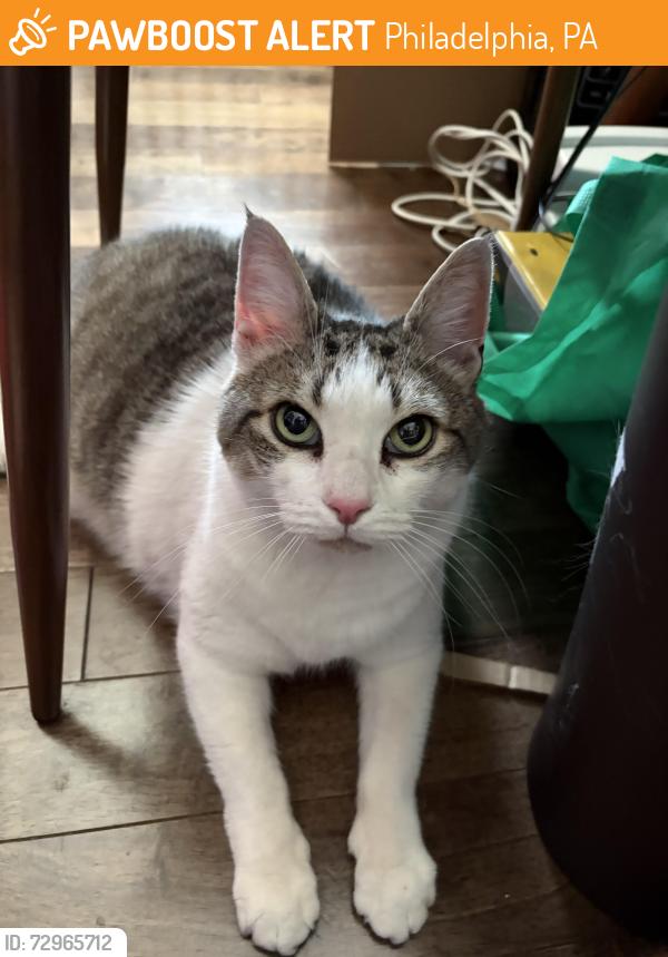 Found/Stray Female Cat last seen E Thompson and Frankford Ave, Philadelphia, PA 19125