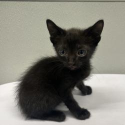 Shelter Stray Male Cat last seen , Tampa, FL 33607