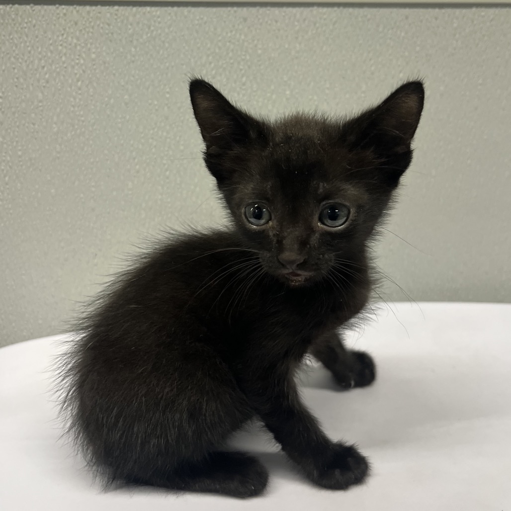 Shelter Stray Male Cat last seen , Tampa, FL 33607