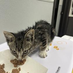 Shelter Stray Male Cat last seen , Tampa, FL 33607