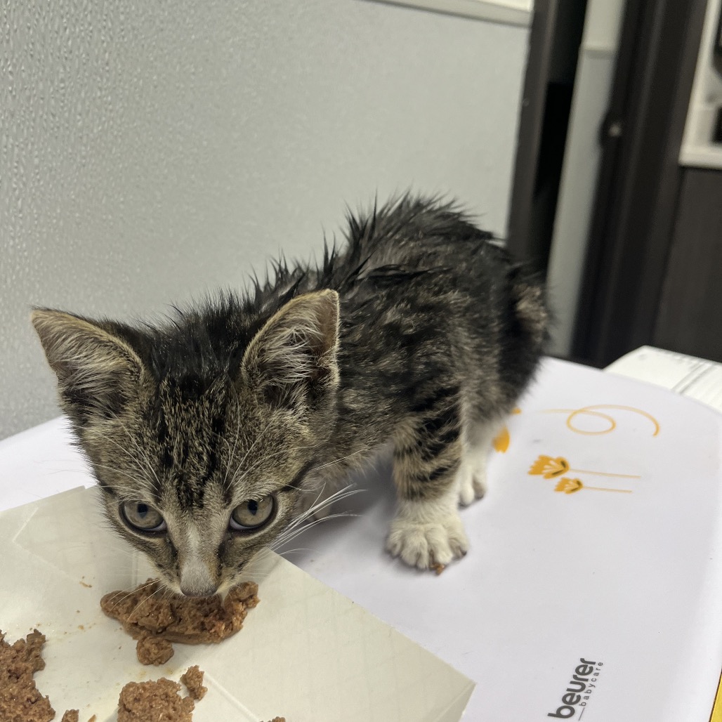 Shelter Stray Male Cat last seen , Tampa, FL 33607