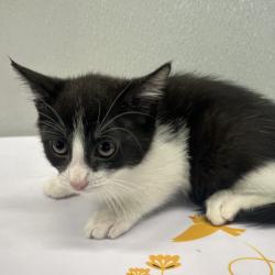 Shelter Stray Female Cat last seen , Tampa, FL 33607