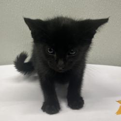 Shelter Stray Male Cat last seen , Tampa, FL 33607
