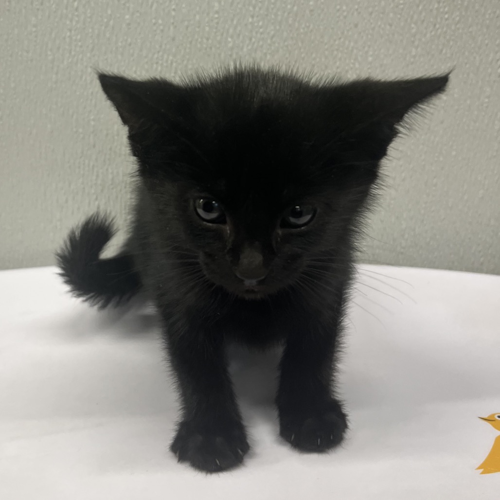 Shelter Stray Male Cat last seen , Tampa, FL 33607