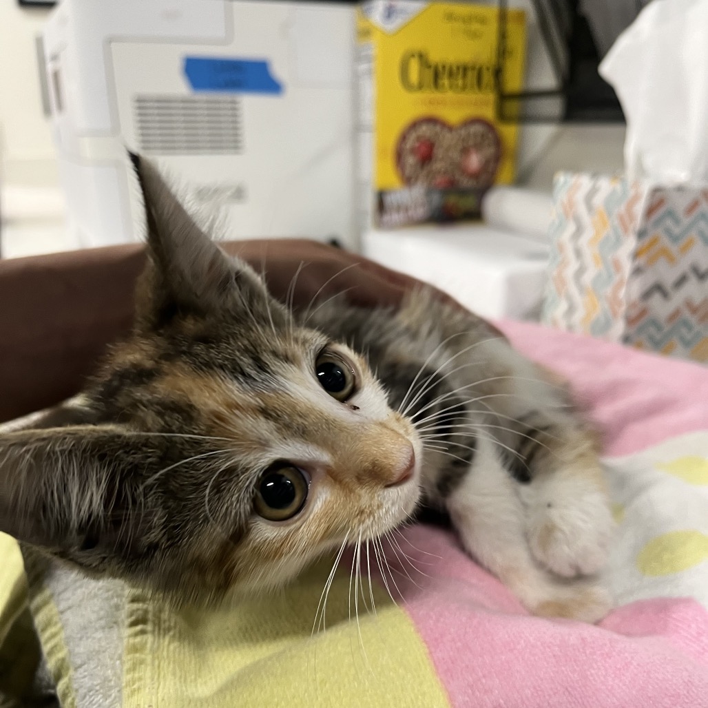 Shelter Stray Female Cat last seen , Tampa, FL 33607