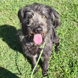 Shelter Stray Male Dog last seen , Greenville, SC 29609