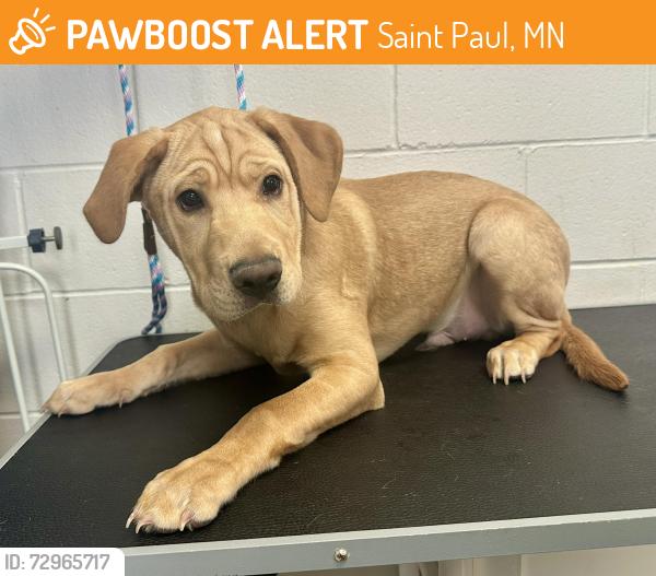 Found/Stray Male Dog last seen 7th and Davern, Saint Paul, MN 55116