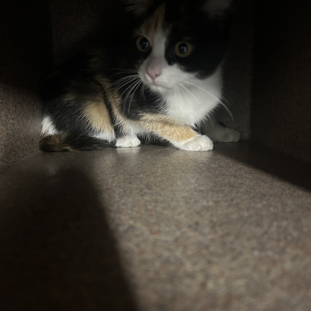 Shelter Stray Unknown Cat last seen , Greensboro, NC 27409