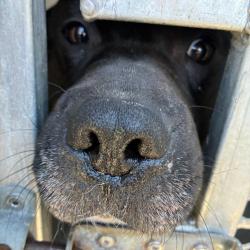 Shelter Stray Male Dog last seen , Greensboro, NC 27409