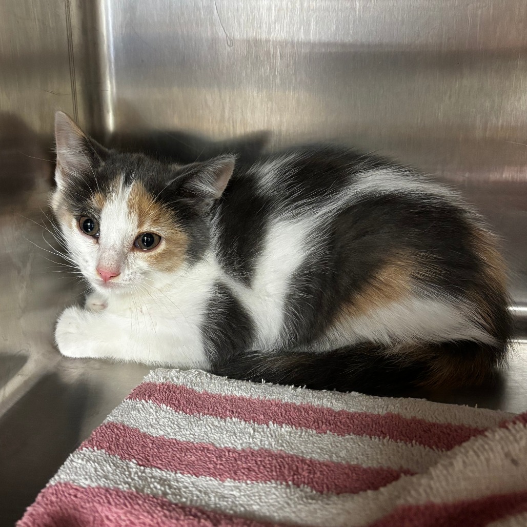 Shelter Stray Female Cat last seen , Ottawa, KS 66067