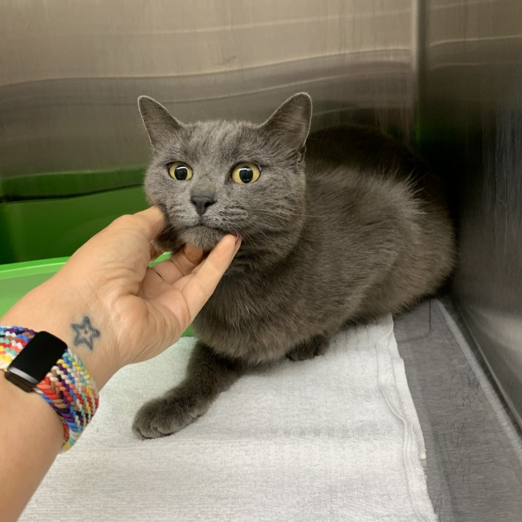 Shelter Stray Female Cat last seen , Morganton, NC 28655