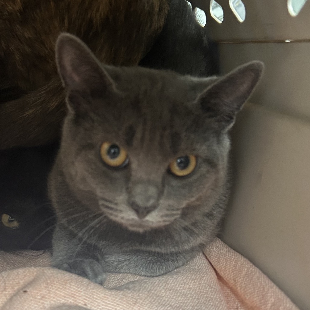 Shelter Stray Female Cat last seen , Philadelphia, PA 19140