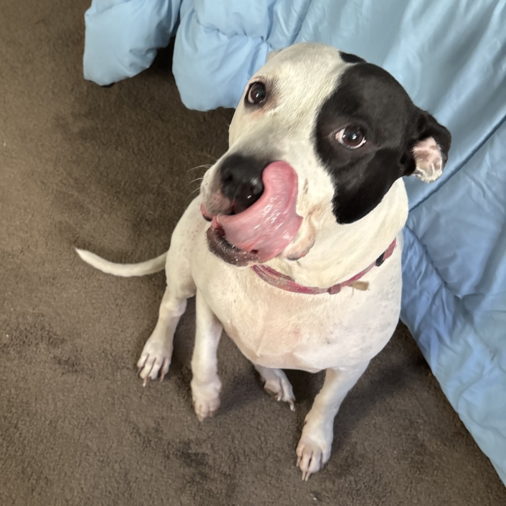 Shelter Stray Female Dog last seen , Philadelphia, PA 19140