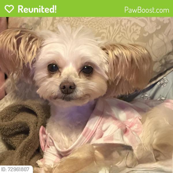 Reunited Female Dog last seen Iola and 4th, Lubbock, TX 79416