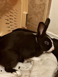 Found/Stray Female Rabbit last seen Jeffries & Fairgreen, Monrovia, CA 91006