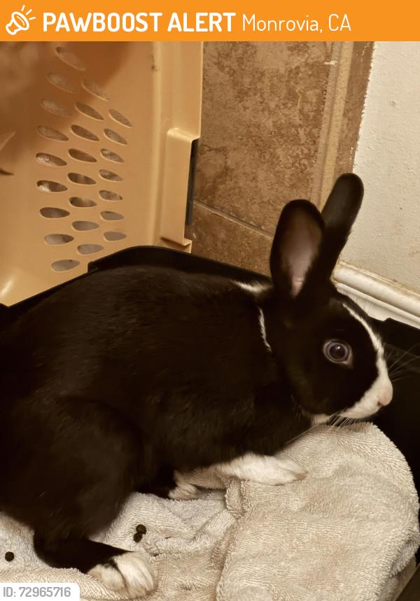 Found/Stray Female Rabbit last seen Jeffries & Fairgreen, Monrovia, CA 91006