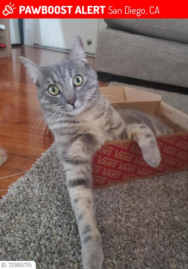 Lost Female Cat last seen Highland Ave and 45th st , San Diego, CA 92105