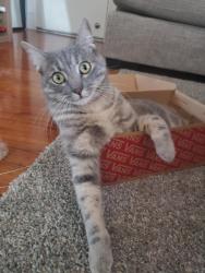 Lost Female Cat last seen Highland Ave and 45th st , San Diego, CA 92105